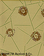 Persis Ceiling Brown pattern