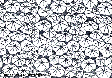 Nasturtium Leaf Design